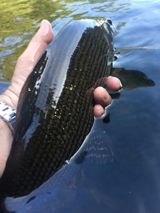 19 inch grayling - JH from Chepstow